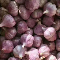 Chinese normal garlic for sale white fresh garlic price shandong garlic for sale